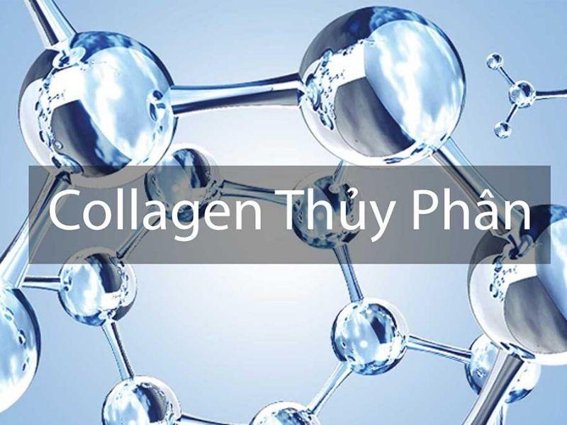 Collagen Thuỷ Phân Và Các Điều Các Bạn Cần Biết